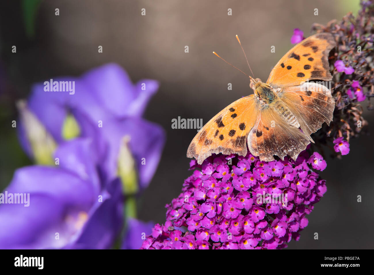 Ein abgenutzter Question Mark Schmetterling ruht auf einem Butterflybusch`s Toronto beliebten Rosetta McClain Gardens. Stockfoto